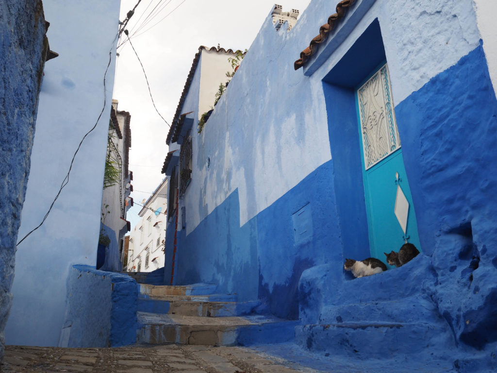 Chats dans les rues marocaines