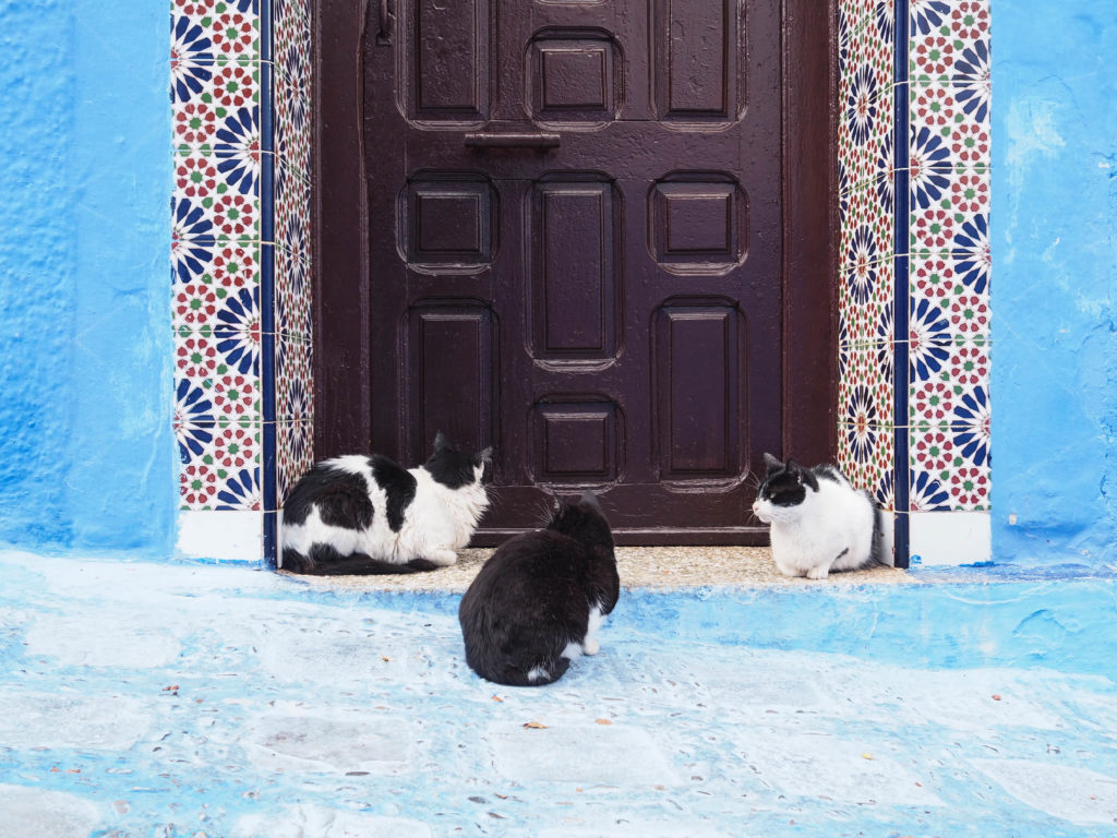 Discussion entre chats du Maroc
