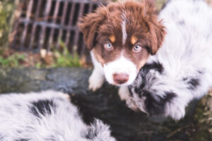 Famille canine, portrait de famille © Estelle Hertault