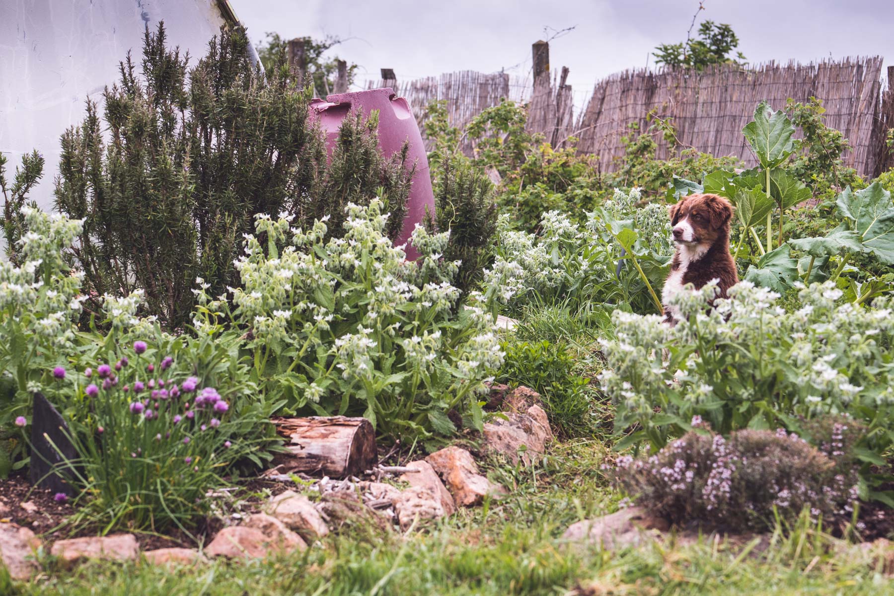 Photographie au jardin, portrait de chien © Estelle Hertault