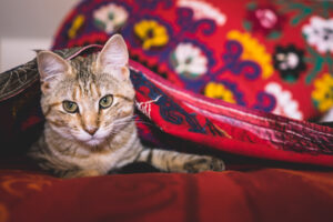 Photographie à la maison, petit chat © Estelle Hertault