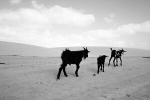 Chèvres dans le parc de Lençois, Brésil © Estelle Hertault