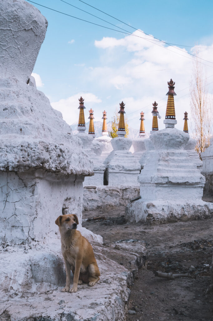 Ladakh, Vallée de la Nubra