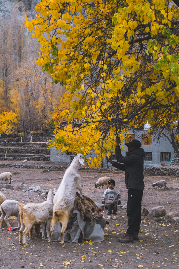 Ladakh, Chèvres à Turtuk