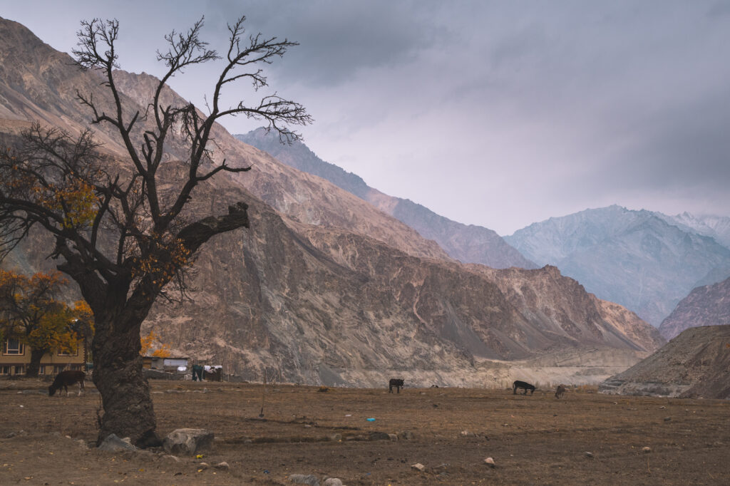 Ladakh, Turtuk