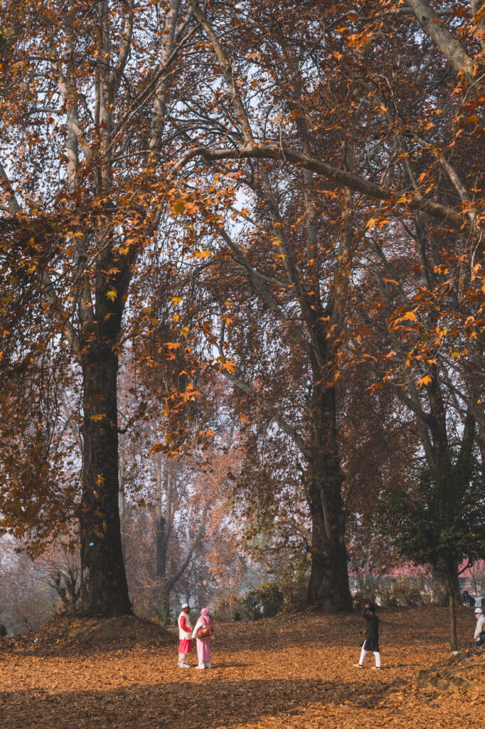 Srinagar cachemire indien