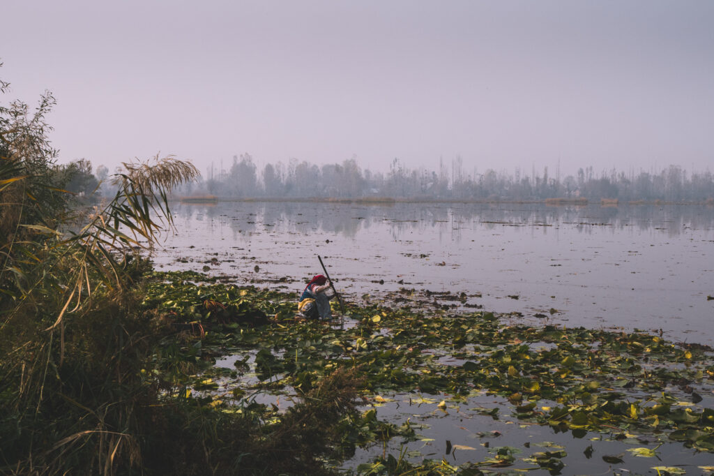 Srinagar Dal lake