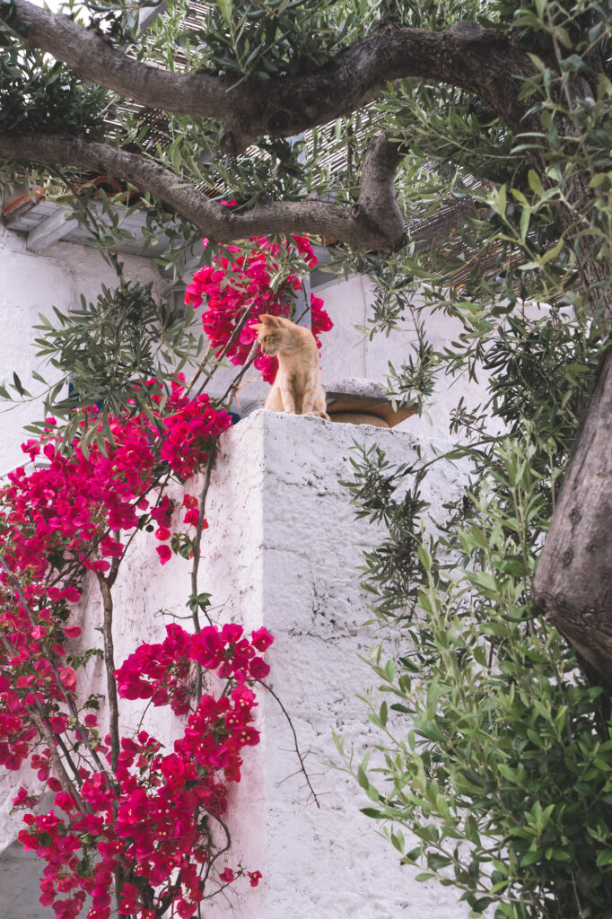 chats à Kyparissis